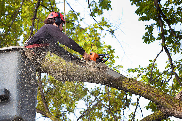 Best Tree Cabling and Bracing  in Elizabeth, PA